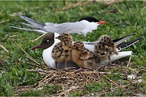 TEXEL HOLLANDE 17-05-24 01417   Photos ACG 2017
