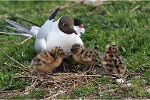 TEXEL HOLLANDE 17-05-24 01438   Photos ACG 2017