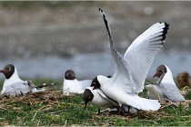 TEXEL HOLLANDE 17-05-24 01465   Photos ACG 2017