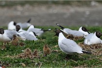 TEXEL HOLLANDE 17-05-24 01473   Photos ACG 2017