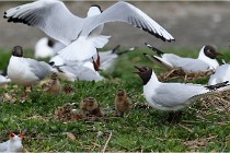 TEXEL HOLLANDE 17-05-24 01480   Photos ACG 2017