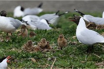 TEXEL HOLLANDE 17-05-24 01482   Photos ACG 2017