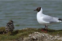 TEXEL HOLLANDE 17-05-24 01502   Photos ACG 2017