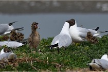 TEXEL HOLLANDE 17-05-24 01512   Photos ACG 2017