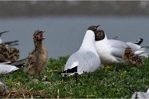 TEXEL HOLLANDE 17-05-24 01513   Photos ACG 2017