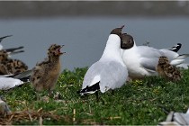 TEXEL HOLLANDE 17-05-24 01514   Photos ACG 2017
