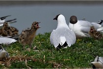 TEXEL HOLLANDE 17-05-24 01515   Photos ACG 2017