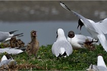 TEXEL HOLLANDE 17-05-24 01516   Photos ACG 2017