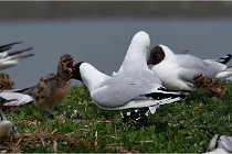 TEXEL HOLLANDE 17-05-24 01518   Photos ACG 2017