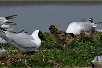 TEXEL HOLLANDE 17-05-24 01522   Photos ACG 2017