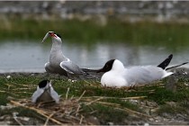 TEXEL HOLLANDE 17-05-24 01575   Photos ACG 2017