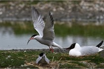 TEXEL HOLLANDE 17-05-24 01576   Photos ACG 2017