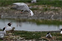 TEXEL HOLLANDE 17-05-24 01577   Photos ACG 2017