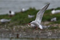 TEXEL HOLLANDE 17-05-24 01578   Photos ACG 2017