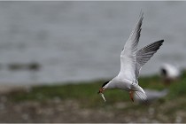 TEXEL HOLLANDE 17-05-24 01579   Photos ACG 2017