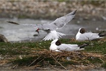 TEXEL HOLLANDE 17-05-24 01590   Photos ACG 2017