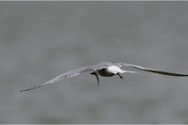 TEXEL HOLLANDE 17-05-24 01594   Photos ACG 2017