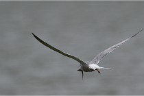 TEXEL HOLLANDE 17-05-24 01596   Photos ACG 2017