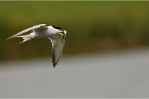 TEXEL HOLLANDE 17-05-24 01696   Photos ACG 2017