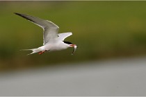 TEXEL HOLLANDE 17-05-24 01697   Photos ACG 2017