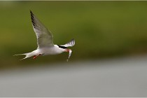 TEXEL HOLLANDE 17-05-24 01698   Photos ACG 2017
