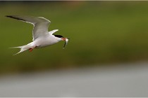 TEXEL HOLLANDE 17-05-24 01700   Photos ACG 2017