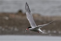 TEXEL HOLLANDE 17-05-24 01775   Photos ACG 2017