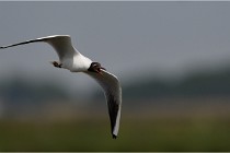 TEXEL HOLLANDE 17-05-24 01830   Photos ACG 2017