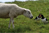 TEXEL HOLLANDE 17-05-24 01857   Photos ACG 2017