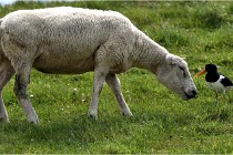 TEXEL HOLLANDE 17-05-24 01887   Photos ACG 2017