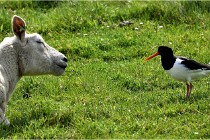 TEXEL HOLLANDE 17-05-24 01889   Photos ACG 2017