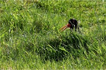 TEXEL HOLLANDE 17-05-24 01896   Photos ACG 2017