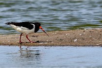TEXEL HOLLANDE 17-05-24 01913   Photos ACG 2017