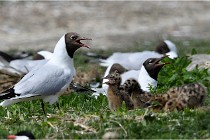 TEXEL HOLLANDE 17-05-24 01918   Photos ACG 2017