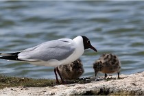 TEXEL HOLLANDE 17-05-24 01970   Photos ACG 2017