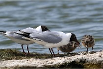 TEXEL HOLLANDE 17-05-24 01977   Photos ACG 2017