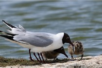 TEXEL HOLLANDE 17-05-24 01978   Photos ACG 2017