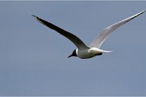 TEXEL HOLLANDE 17-05-24 02000   Photos ACG 2017