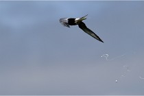 TEXEL HOLLANDE 17-05-24 02007   Photos ACG 2017