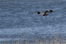 TEXEL HOLLANDE 17-05-24 02080   Photos ACG 2017