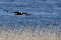 TEXEL HOLLANDE 17-05-24 02093   Photos ACG 2017