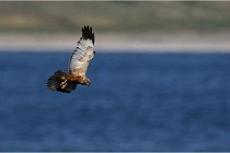 TEXEL HOLLANDE 17-05-24 02096   Photos ACG 2017