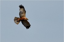 TEXEL HOLLANDE 17-05-24 02103   Photos ACG 2017