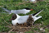 TEXEL HOLLANDE 17-05-24 07127   Photos ACG 2017