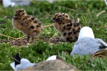 TEXEL HOLLANDE 17-05-24 07133   Photos ACG 2017