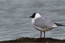 TEXEL HOLLANDE 17-05-24 07141   Photos ACG 2017