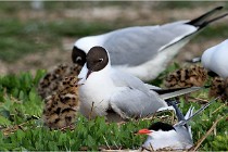 TEXEL HOLLANDE 17-05-24 07158   Photos ACG 2017