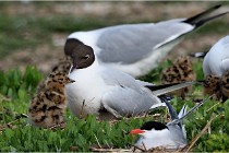TEXEL HOLLANDE 17-05-24 07161   Photos ACG 2017