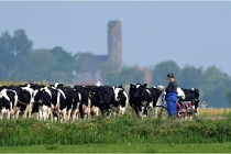TEXEL HOLLANDE 17-05-24 07172   Photos ACG 2017