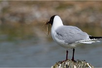 TEXEL HOLLANDE 17-05-24 07177   Photos ACG 2017